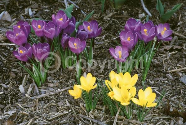 Orange blooms; Yellow blooms; Blue blooms; Purple blooms; White blooms; Pink blooms; Deciduous; Broadleaf
