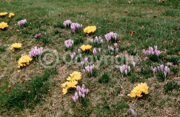 Orange blooms; Yellow blooms; Blue blooms; Purple blooms; White blooms; Pink blooms; Deciduous; Broadleaf