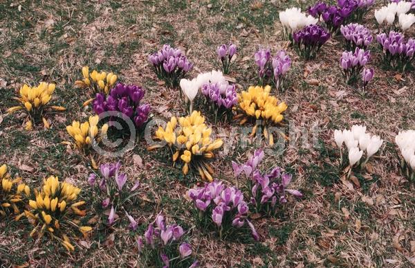 Orange blooms; Yellow blooms; Blue blooms; Purple blooms; White blooms; Pink blooms; Deciduous; Broadleaf