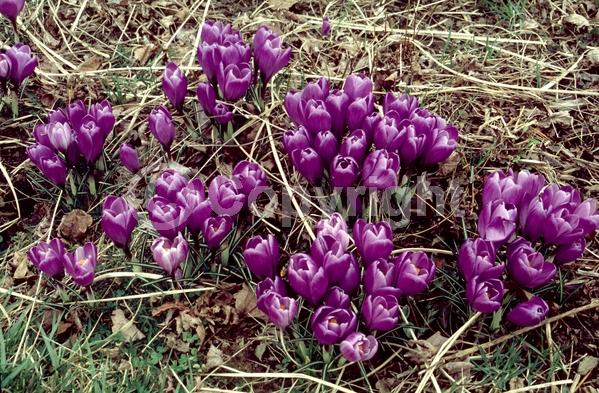 Orange blooms; Yellow blooms; Blue blooms; Purple blooms; White blooms; Pink blooms; Deciduous; Broadleaf