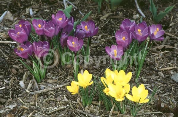 Orange blooms; Yellow blooms; Blue blooms; Purple blooms; White blooms; Pink blooms; Deciduous; Broadleaf