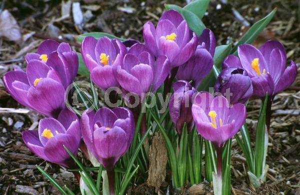 Orange blooms; Yellow blooms; Blue blooms; Purple blooms; White blooms; Pink blooms; Deciduous; Broadleaf