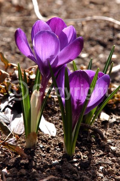 Orange blooms; Yellow blooms; Blue blooms; Purple blooms; White blooms; Pink blooms; Deciduous; Broadleaf