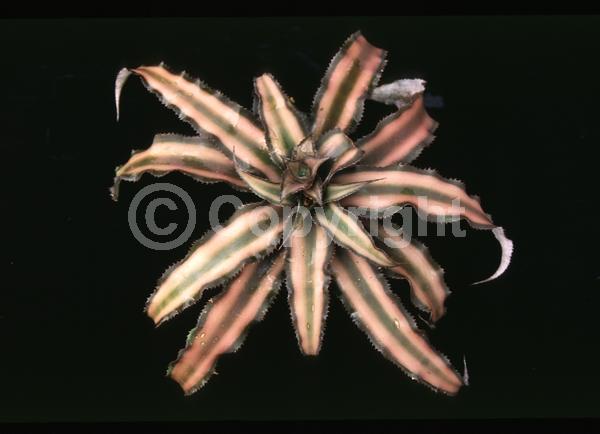 White blooms; Evergreen