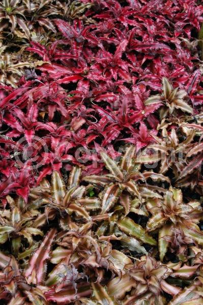 White blooms; Evergreen