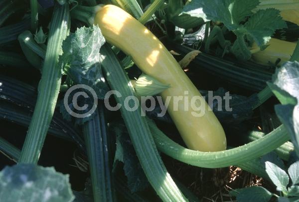 Orange blooms; Yellow blooms; Deciduous; Broadleaf