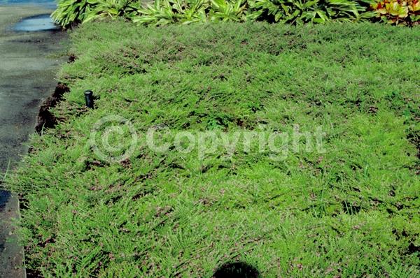 Purple blooms; White blooms; Pink blooms; Lavender blooms; Evergreen; Broadleaf; North American Native