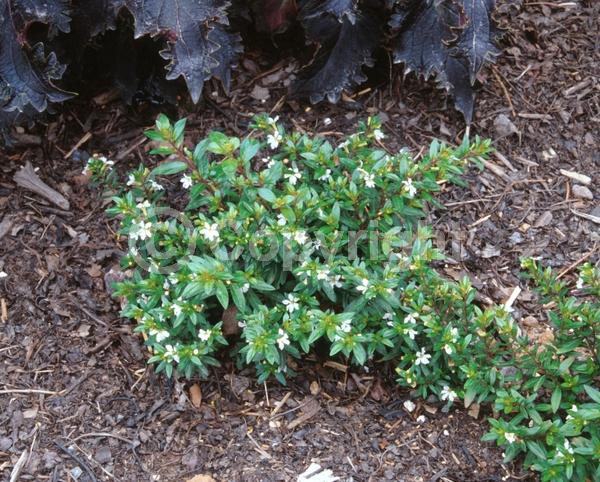 Purple blooms; White blooms; Pink blooms; Lavender blooms; Evergreen; Broadleaf; North American Native