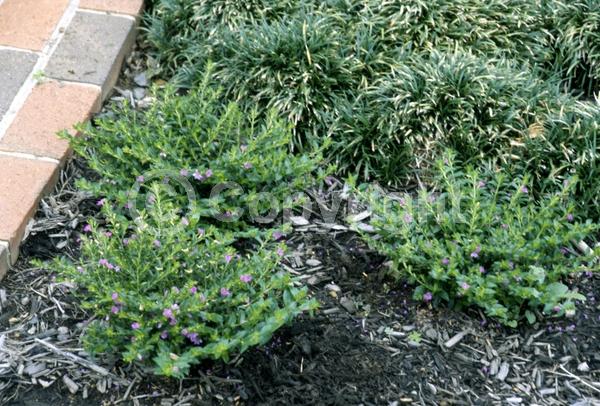 Purple blooms; White blooms; Pink blooms; Lavender blooms; Evergreen; Broadleaf; North American Native