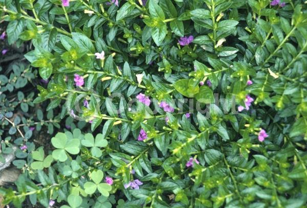 Purple blooms; White blooms; Pink blooms; Lavender blooms; Evergreen; Broadleaf; North American Native