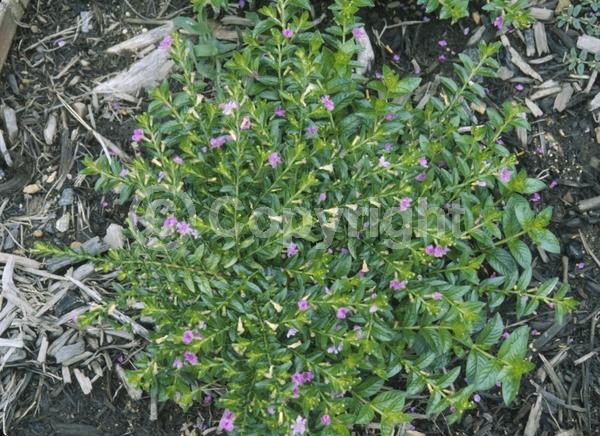 Purple blooms; White blooms; Pink blooms; Lavender blooms; Evergreen; Broadleaf; North American Native