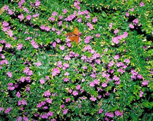 Purple blooms; White blooms; Pink blooms; Lavender blooms; Evergreen; Broadleaf; North American Native