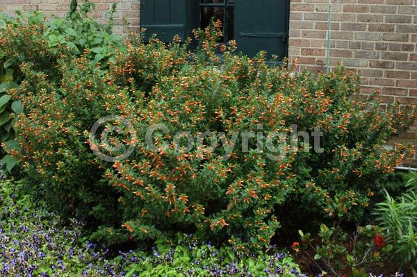 Red blooms; Evergreen; North American Native