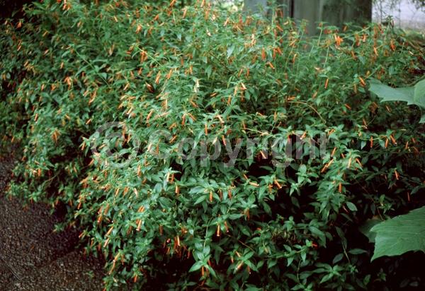 Red blooms; Evergreen; North American Native