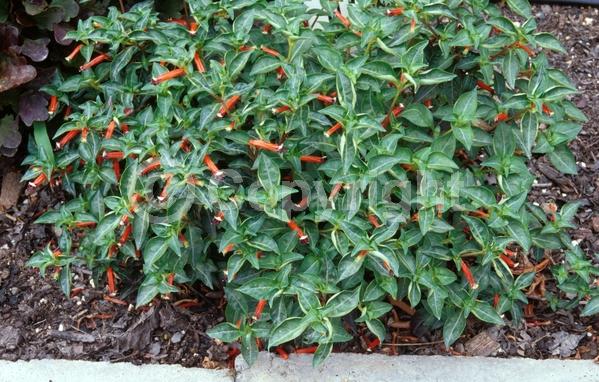 Red blooms; Evergreen; North American Native