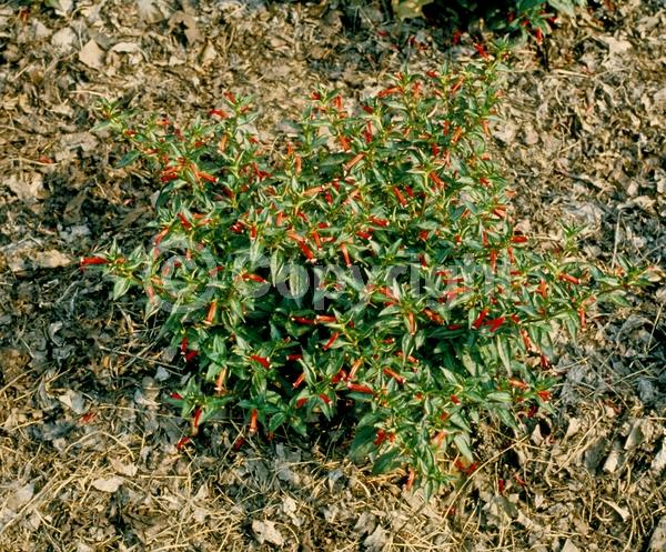 Red blooms; Evergreen; North American Native