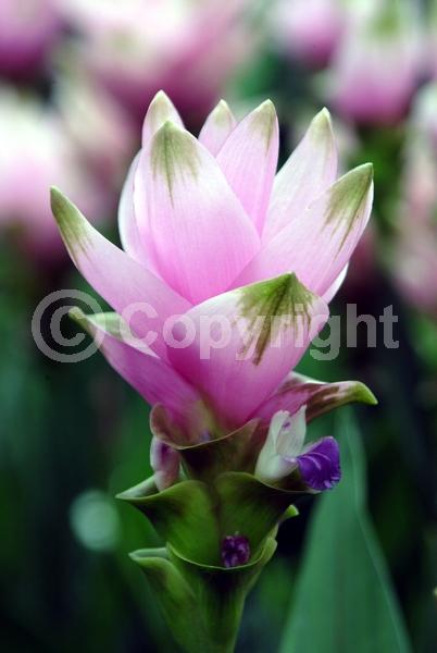 Red blooms; White blooms; Pink blooms