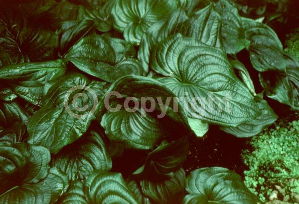 Blue blooms; Evergreen