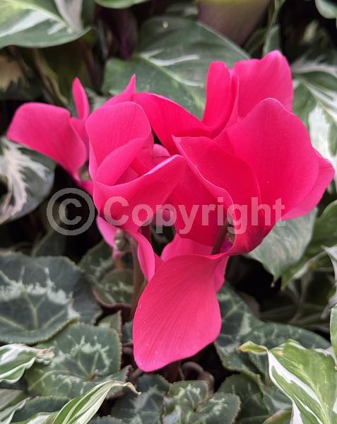 Red blooms; Purple blooms; White blooms; Pink blooms; Lavender blooms; Salmon blooms