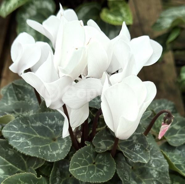 Red blooms; Purple blooms; White blooms; Pink blooms; Lavender blooms; Salmon blooms