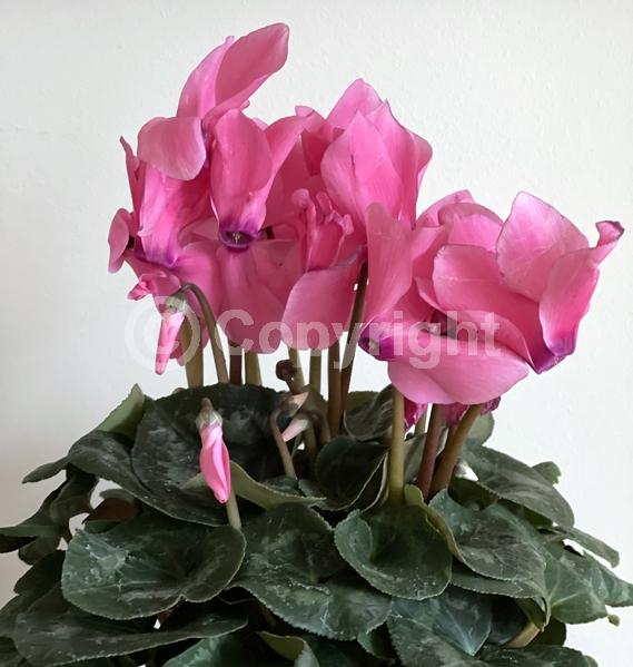 Red blooms; Purple blooms; White blooms; Pink blooms; Lavender blooms; Salmon blooms