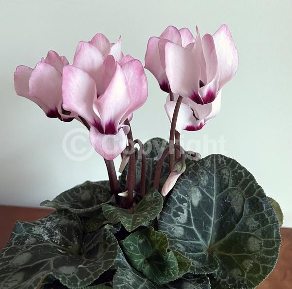 Red blooms; Purple blooms; White blooms; Pink blooms; Lavender blooms; Salmon blooms