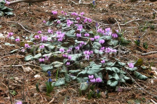 Purple blooms; White blooms; Pink blooms