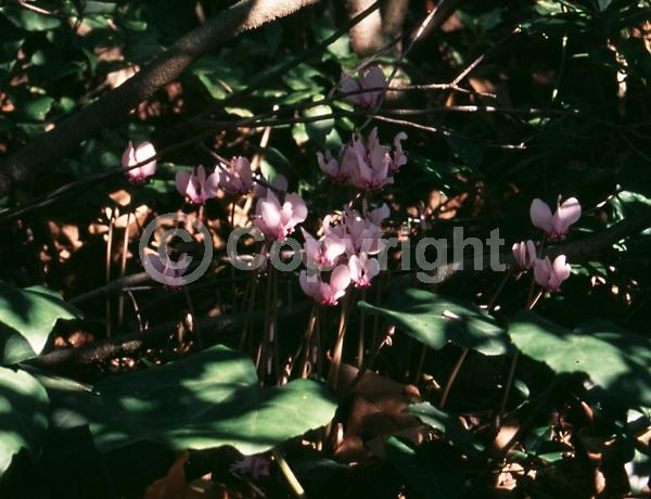 Purple blooms; White blooms; Pink blooms