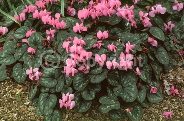Purple blooms; White blooms; Pink blooms