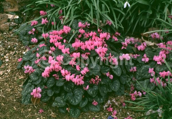 Purple blooms; White blooms; Pink blooms