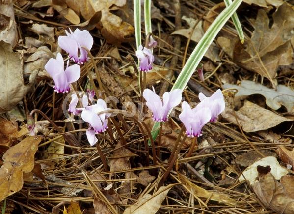 Purple blooms; White blooms; Pink blooms