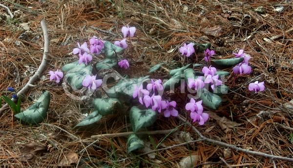 Purple blooms; White blooms; Pink blooms