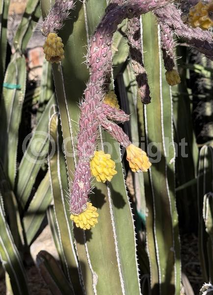 Red blooms; Yellow blooms; White blooms; Evergreen; North American Native