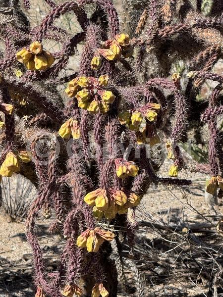 Red blooms; Yellow blooms; White blooms; Evergreen; North American Native