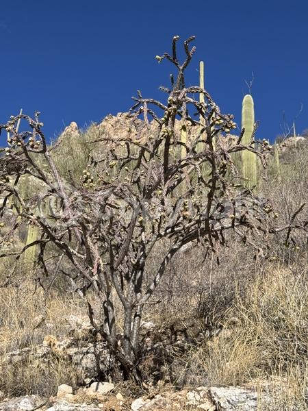 Red blooms; Yellow blooms; White blooms; Evergreen; North American Native