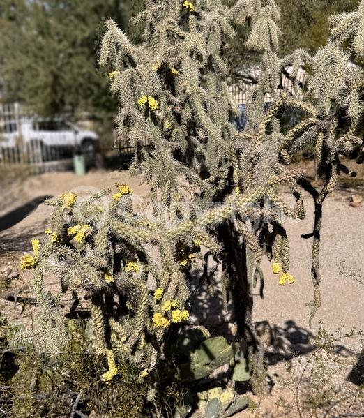 Red blooms; Yellow blooms; White blooms; Evergreen; North American Native