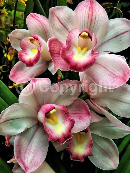 Red blooms; Orange blooms; Yellow blooms; Purple blooms; White blooms; Pink blooms; Evergreen