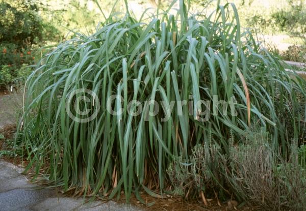 Green blooms; Evergreen; Needles or needle-like leaf