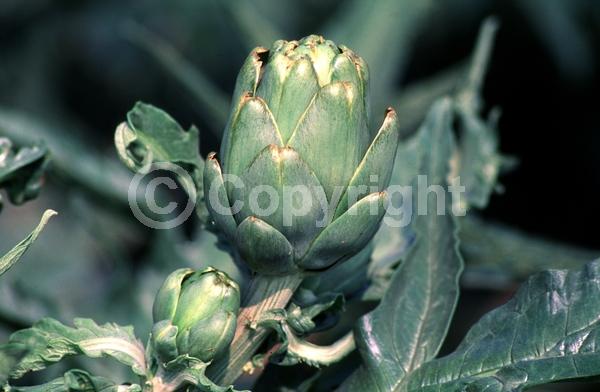 Purple blooms; Deciduous; Broadleaf