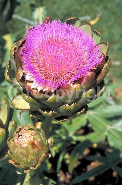 Purple blooms; Deciduous; Broadleaf