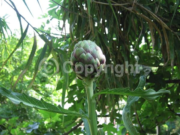 Purple blooms; Pink blooms