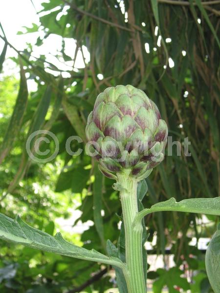 Purple blooms; Pink blooms