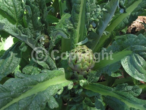 Purple blooms; Pink blooms