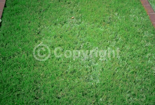 White blooms; Semi-evergreen