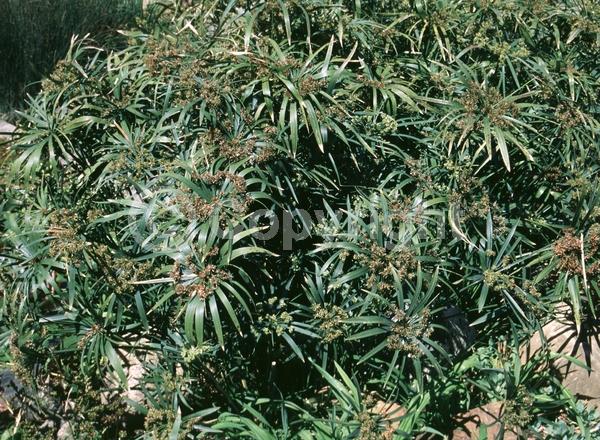 Green blooms; Semi-evergreen