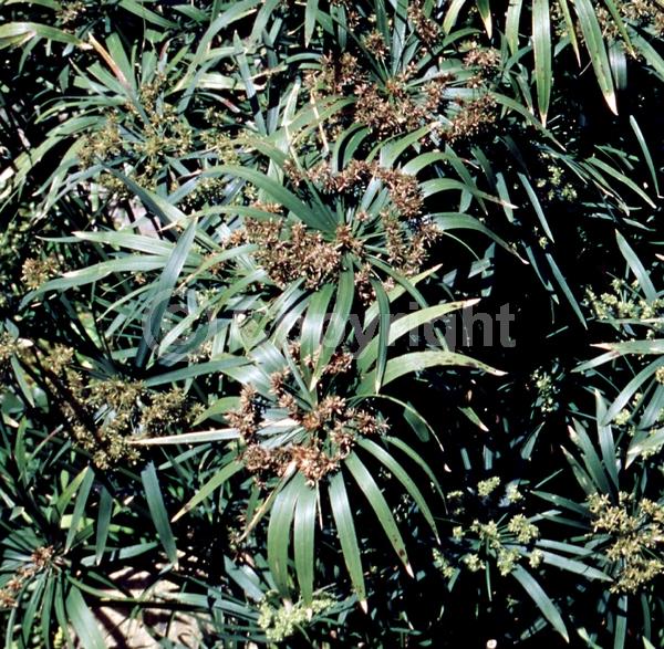 Green blooms; Semi-evergreen