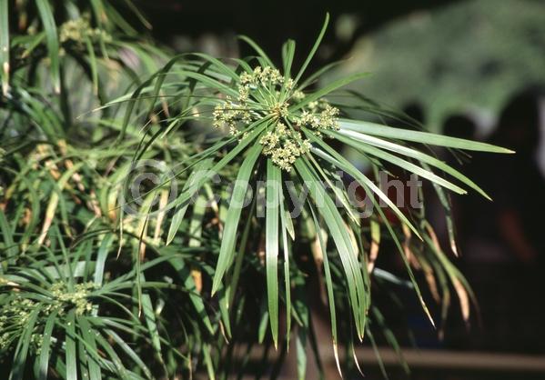 Green blooms; Semi-evergreen