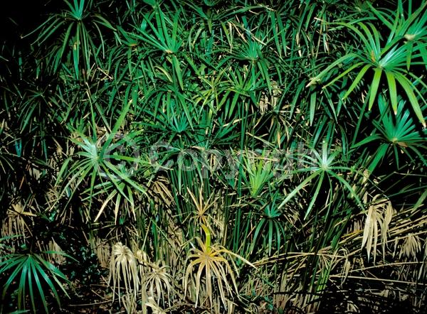 Green blooms; Semi-evergreen