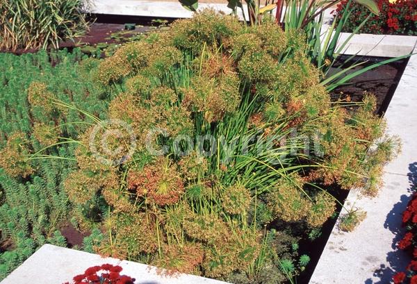 Brown blooms; Semi-evergreen