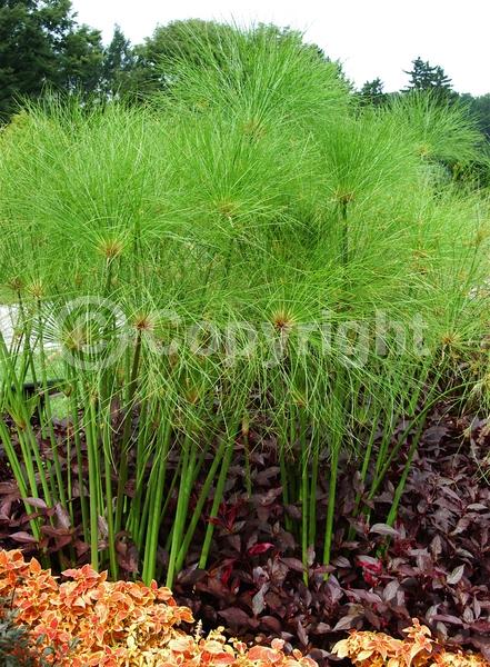 Evergreen; Semi-evergreen